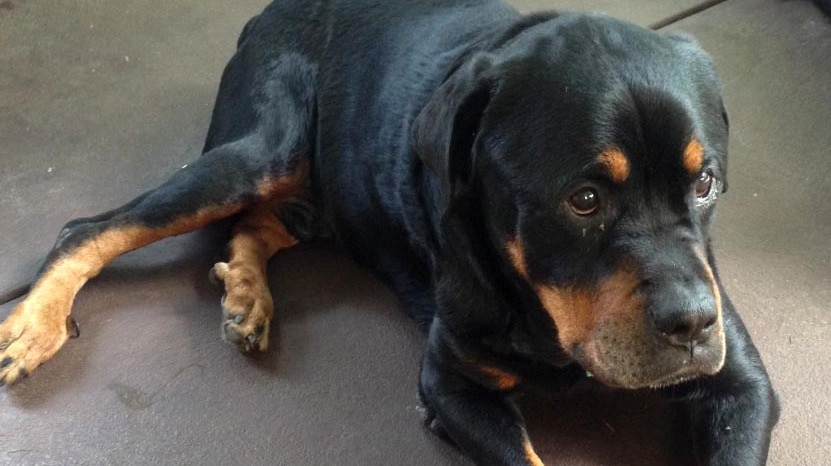 Rottweiler Herpes was kicked repeatedly by his owner and left with fractured ribs and bruising.