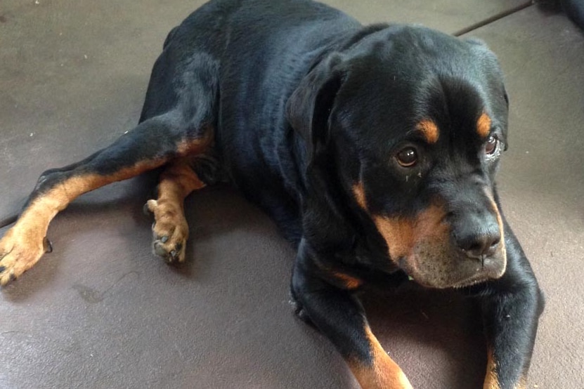 A rottweiler dog lies on the ground.