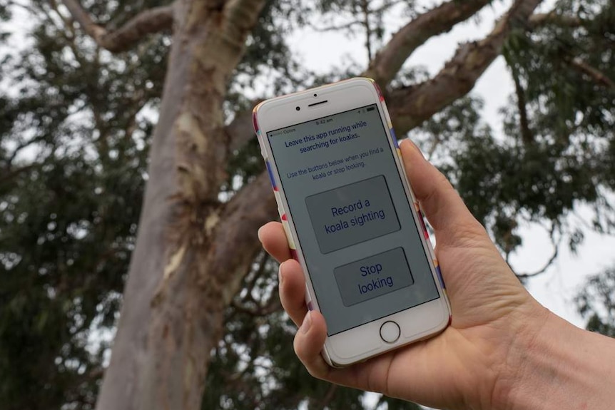 Koala Counter app used to correlate marsupial sightings.