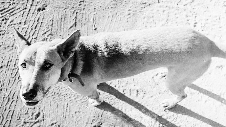 Black and white photo of Ben the Dingo looking at the camera