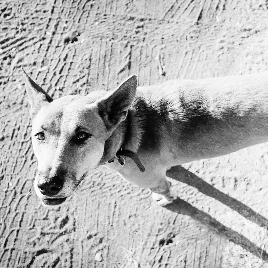 Black and white photo of Ben the Dingo looking at the camera