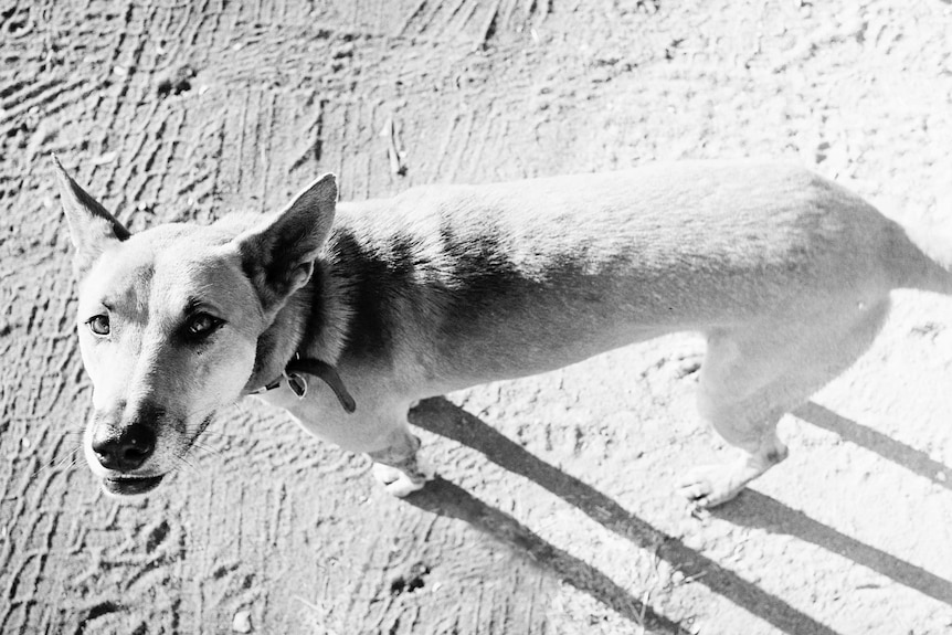 Black and white photo of Ben the Dingo looking at the camera