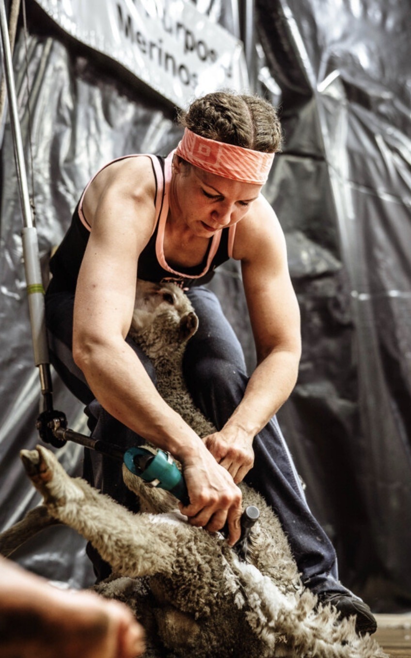 Nokki Lyons esquila una oveja.