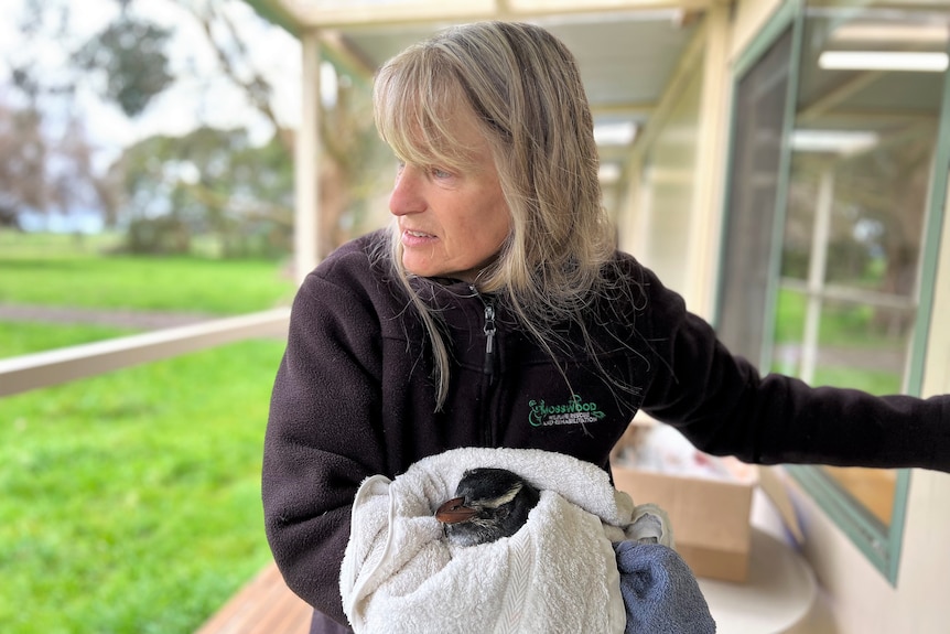 A woman cradles a Tawaki penguin in a towel on a verandah