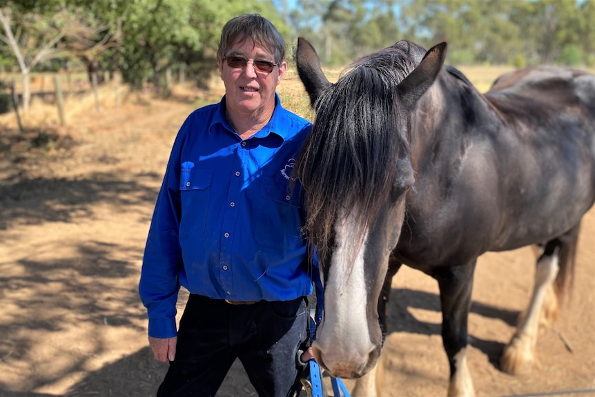 A man in a blue work shirt stands in dappled shade in a paddock, holding a black horse with a white nose. 