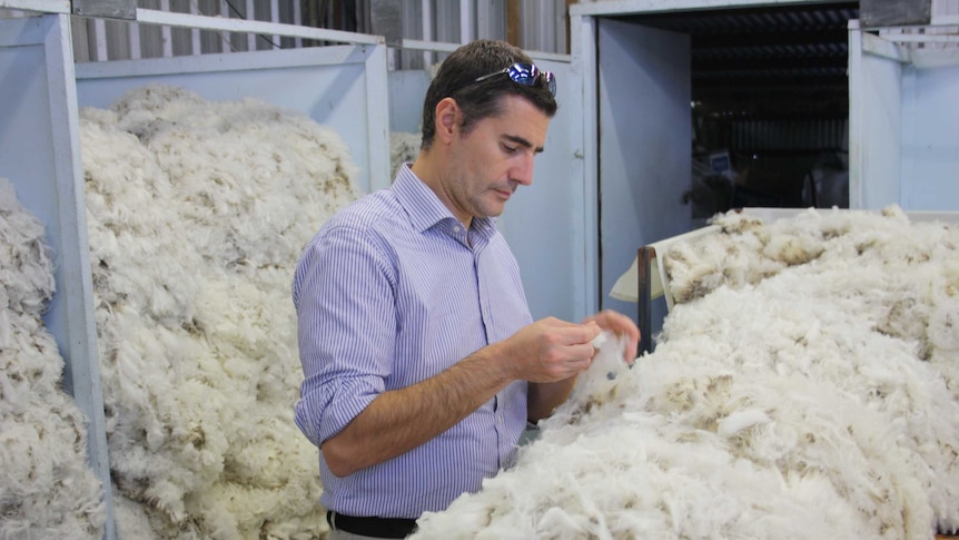 Man surrounded by wool checks the fibre between his fingers, southeast Tasmania