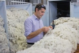 Man surrounded by wool checks the fibre between his fingers, southeast Tasmania