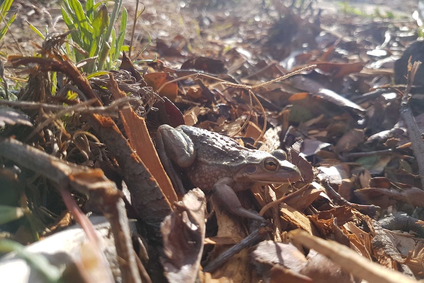 A frog sits in a pile of leaves and bark