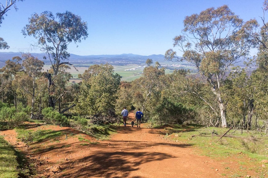 Walking Mt Majura