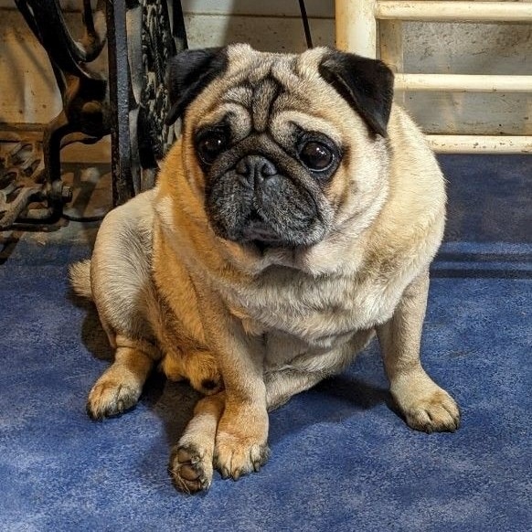 A pug looks at the camera with sad eyes