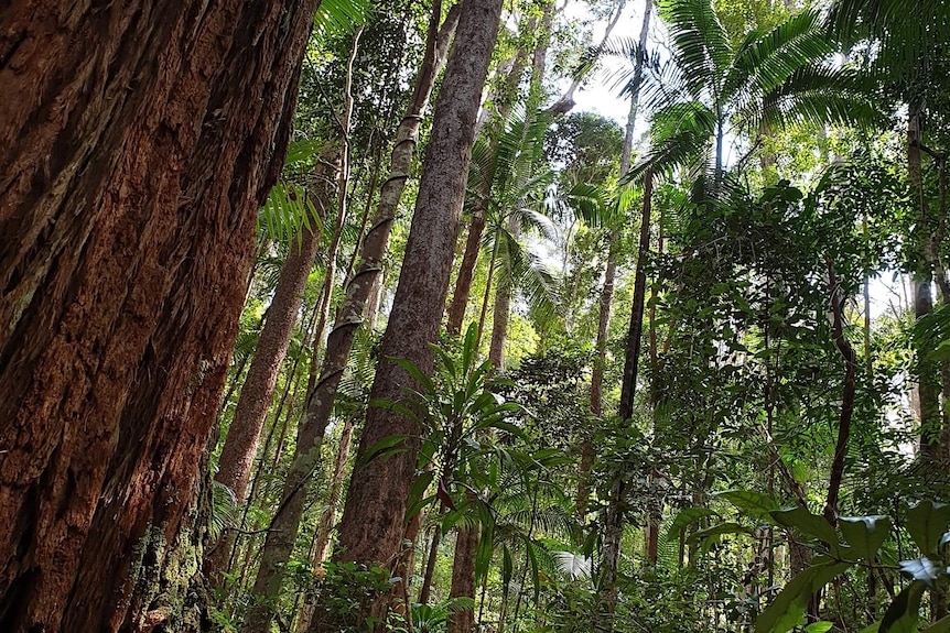 Trees in a rainforest on Fraser Island.