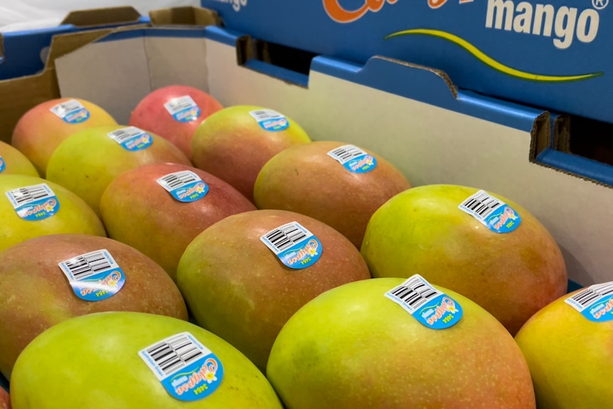 Close up tray of mangoes