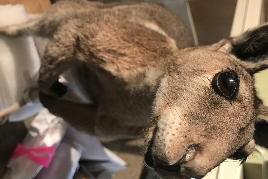A taxidermy wallaby which is part of hundreds of animals in the Queensland Museum collection.