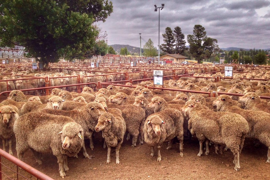 One of the largest sale of Monaro sheep is on today in Cooma after dry conditions. 4 Feb 2014.