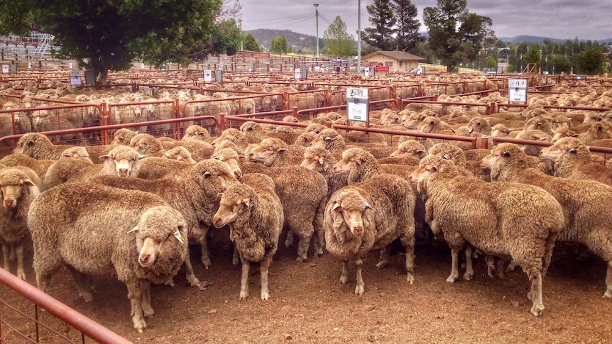 An estimated 17,000 sheep went under the hammer at the Cooma Saleyards.