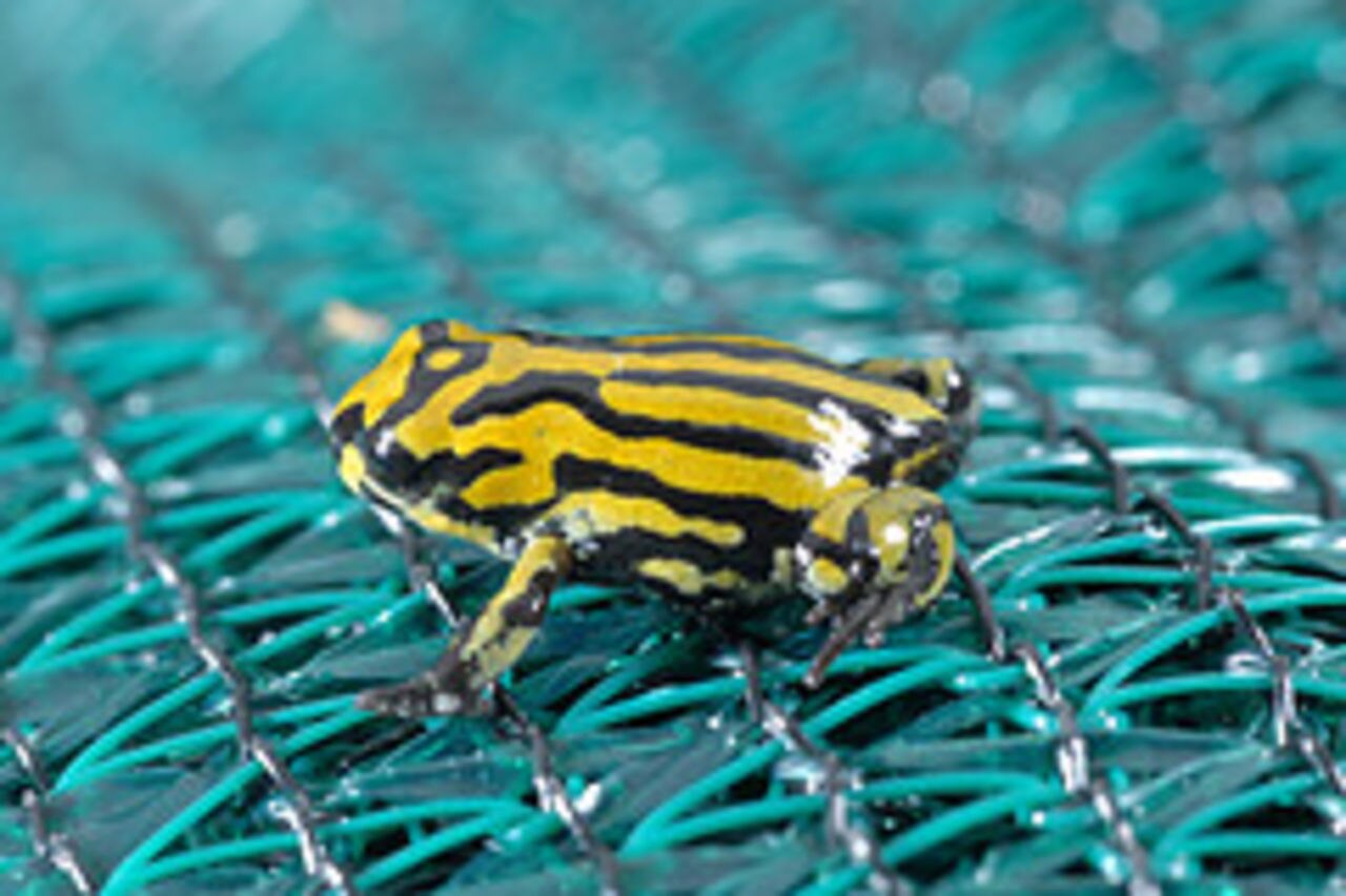 Air rescuing a tiny patient - frog eggs - ABC News