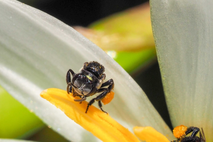 Stingless bee on flower