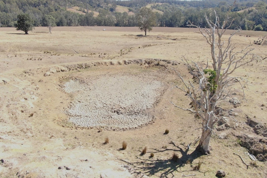 Very dry field with desolate tree