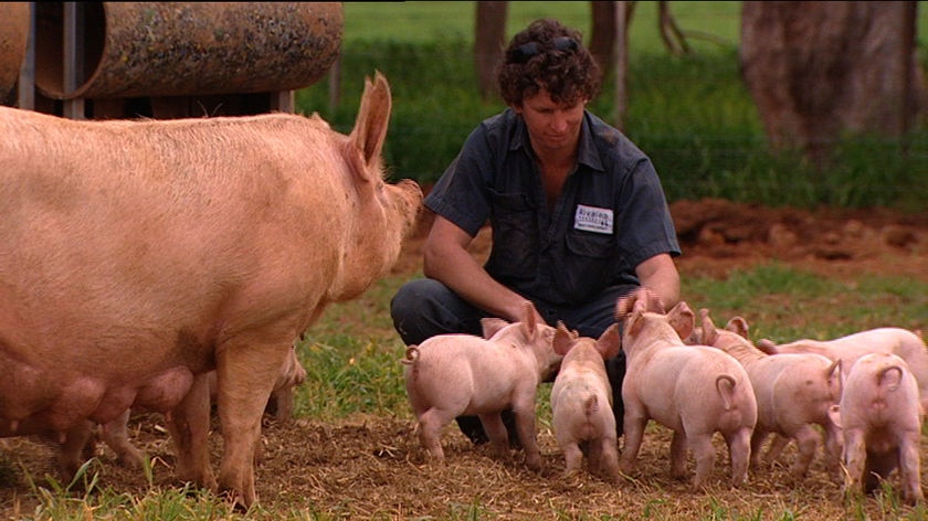 Man in work clothes squats near a sow and piglets in a paddock