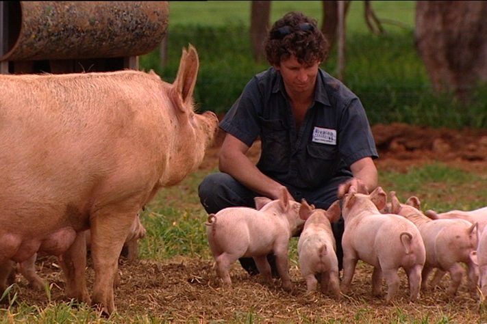 A man squats beside piglets and a sow in a free range setting at Corowa Victoria