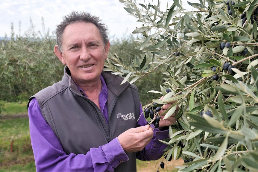 An older man standing in an olive orchard, wearing a purple shirt and grey, branded vest