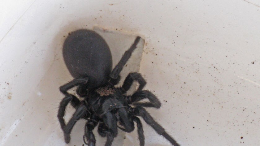 A species of funnel web spider re-discovered in Tasmania.