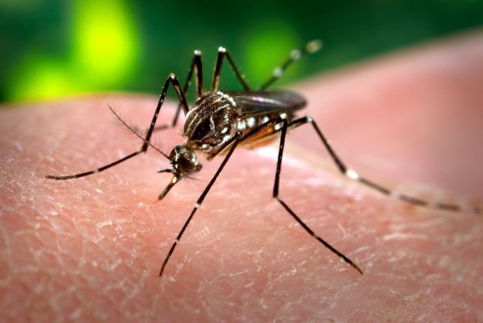 An Aedes aegypti species mosquito feeding on a human.