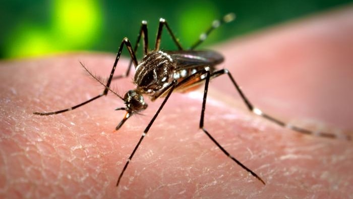 An Aedes aegypti species mosquito feeding on a human.