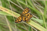 A brown and yellow butterfly on a green reed.