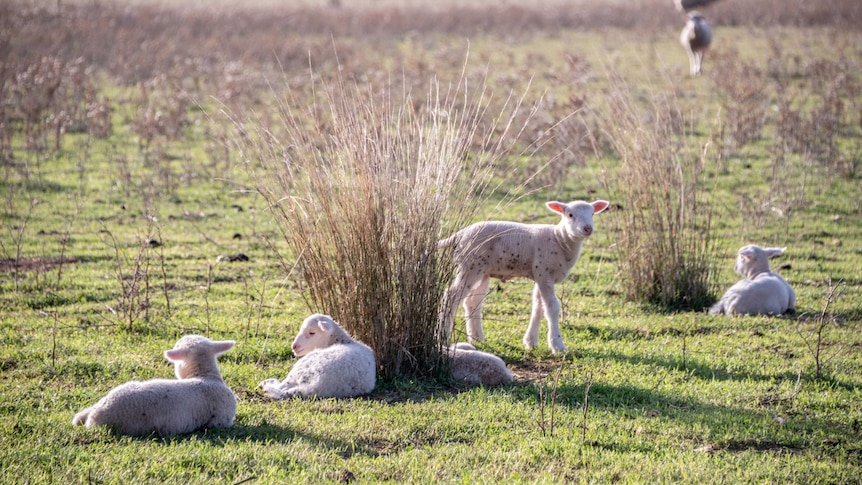 Lambs resting in a paddock.