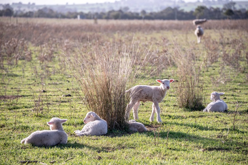 Lambs resting in a paddock.