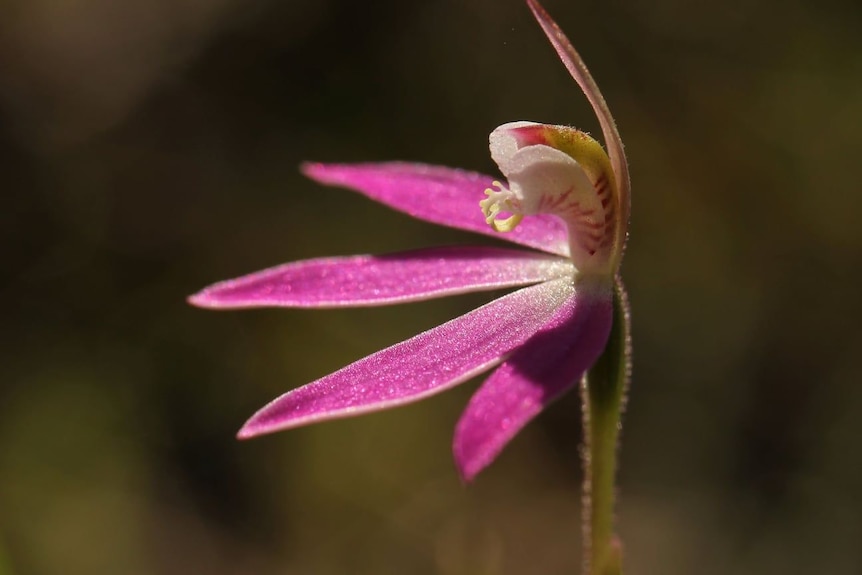 A bright pink flower against a blurred background.