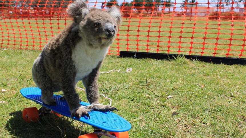 Taxidermy koala tied to a skateboard during training exercise.