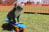Taxidermy koala tied to a skateboard during training exercise.