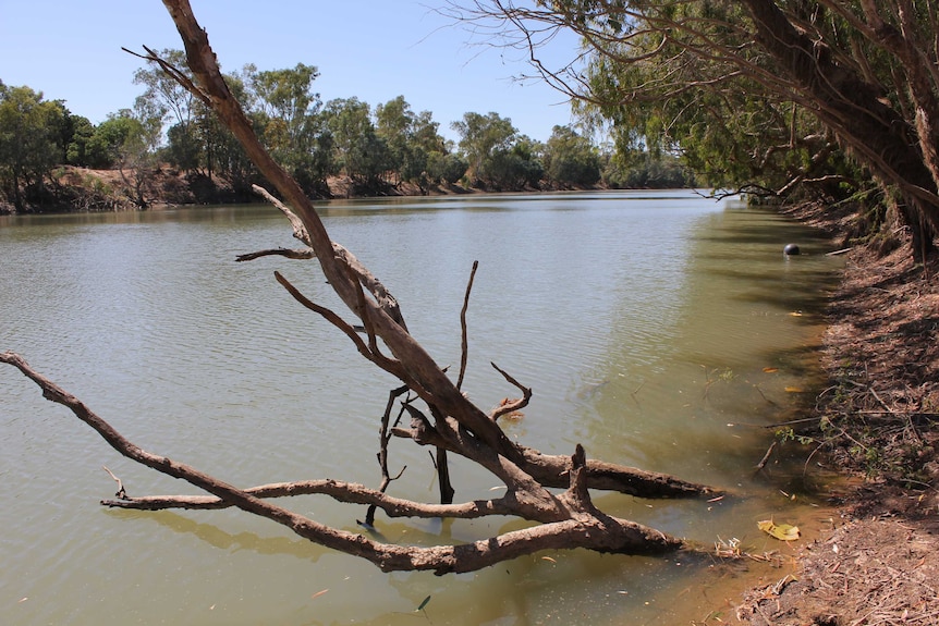 A tree branch emerging from Lily Waterhole on the Gilbert River, east of Karumba.