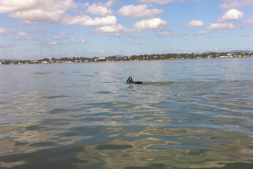 Horse swimming through open water toward distant land