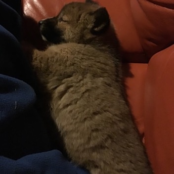 A dingo pup makes himself at home on a couch.