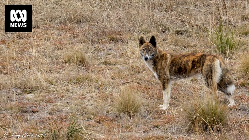Little is known about the dingoes living in the ACT, but one researcher is trying to change that