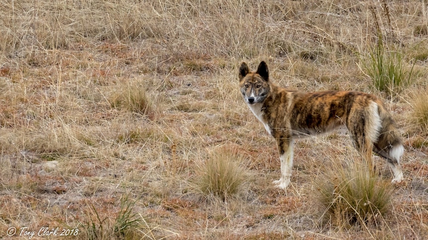 A dingo with multi-colored fur in scrubland.