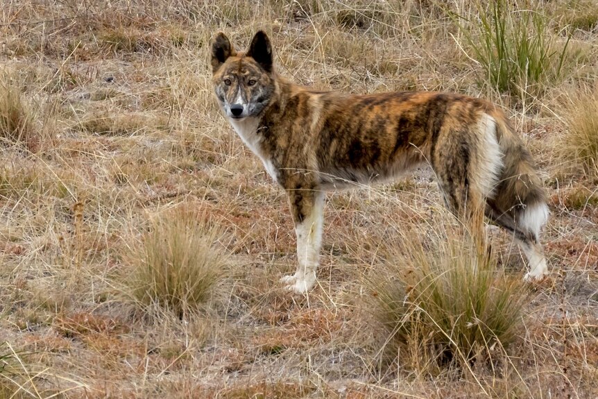 A dingo with multi-colored fur in scrubland.