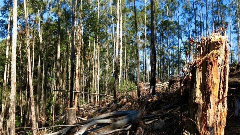 A forest with some trees cleared.