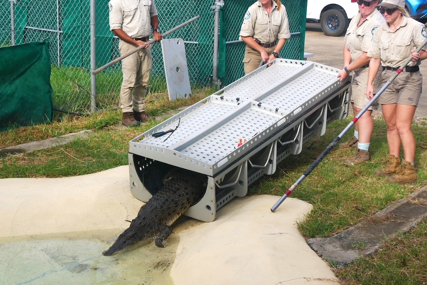 Wildlife officers remove a crocodile from carrier into a man-made lagoon