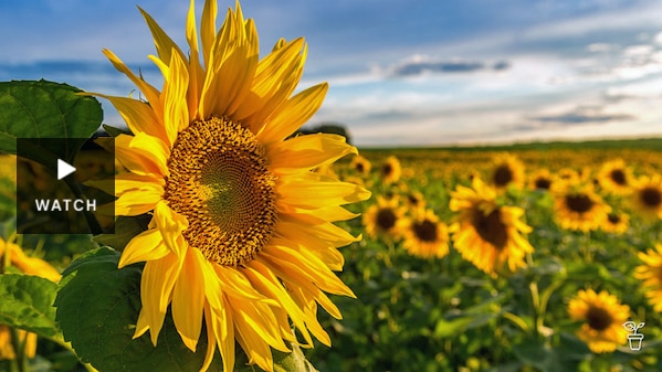 A field full of sunflowers. Has Video.