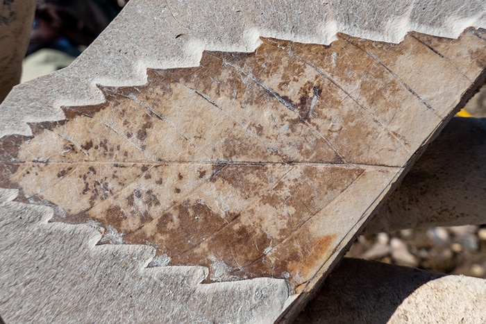 A fossilised Castanopsis leaf