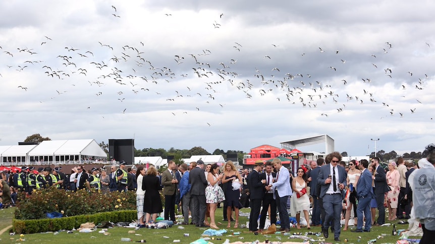 Swarm of seagulls fly over Melbourne Cup crowd and police