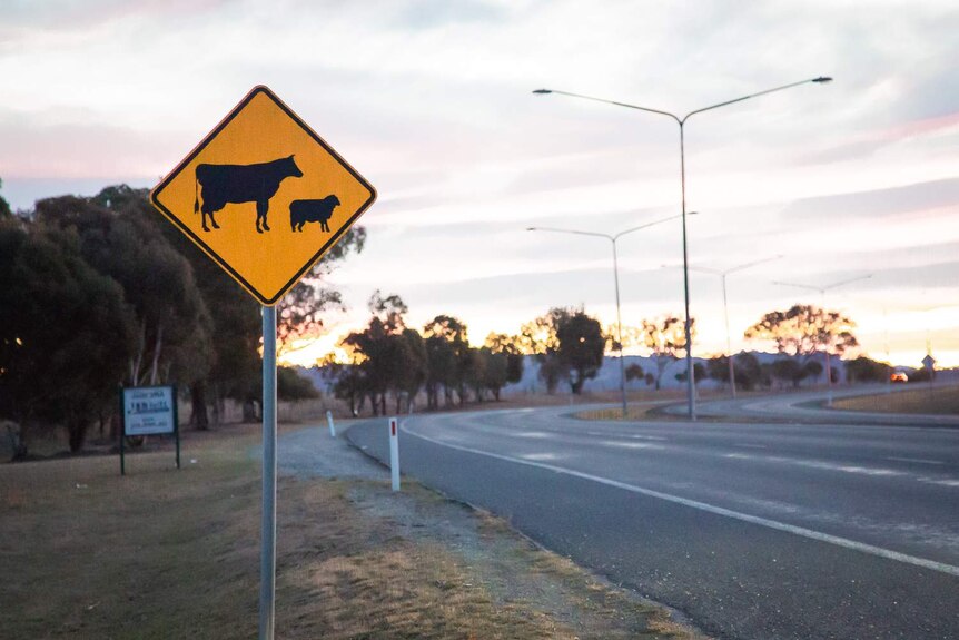 A sign for an animal crossing shows a cow and a sheep next to a main highway.