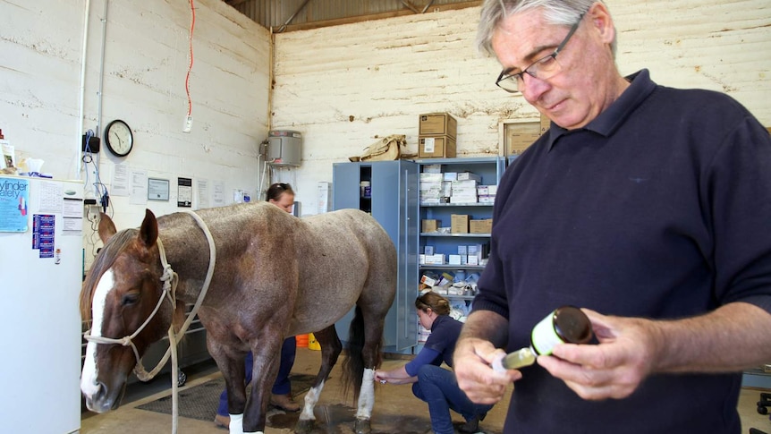 Quarter horse in veterinary clinic with Dubbo equine veterinarian Ross Pedrana filling a syringe.