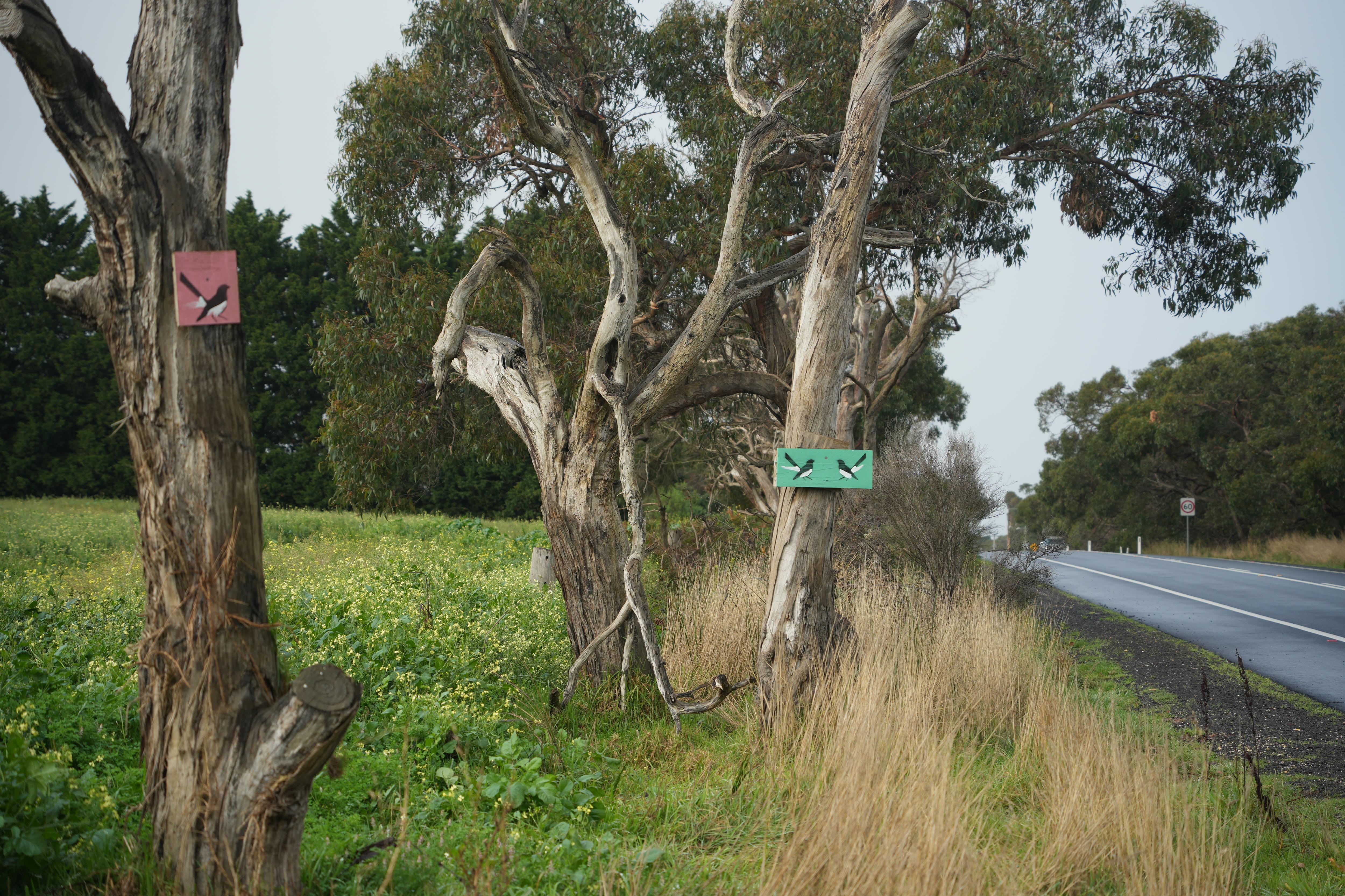 Wagtail artworks affixed to gum trees along a rural road.
