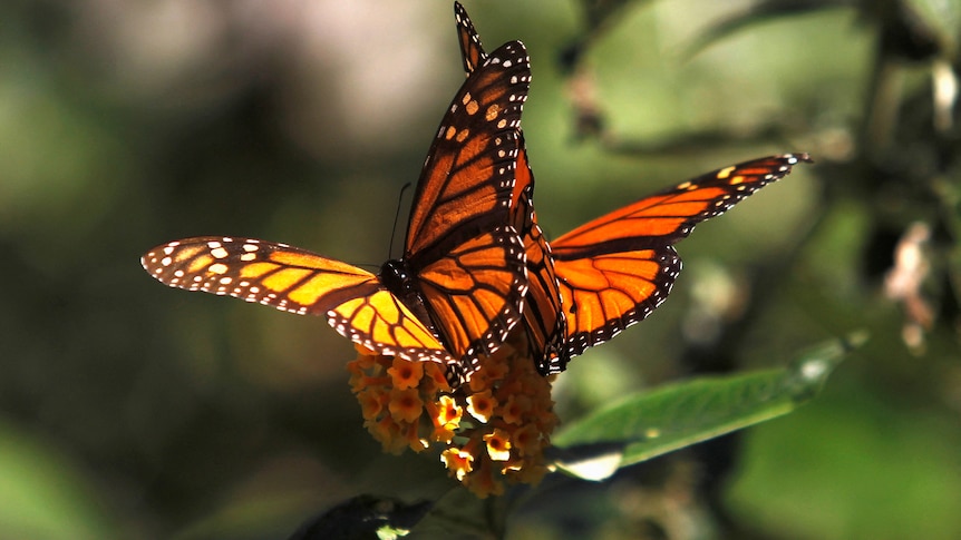 Researchers buoyed by increased number of critically endangered monarch butterflies in Mexico