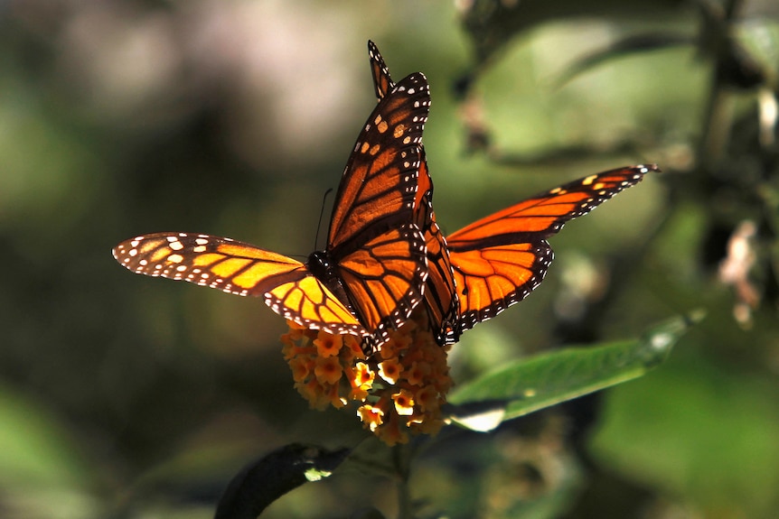 Two orange and black butterflies cling to a plant